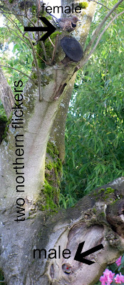 northern flicker woodpeckers