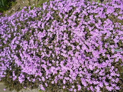 芝桜