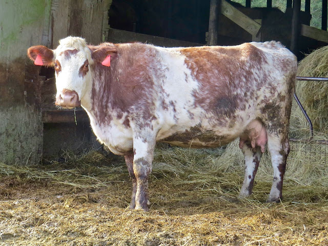 LuAnn Kessi: Cows and Calves