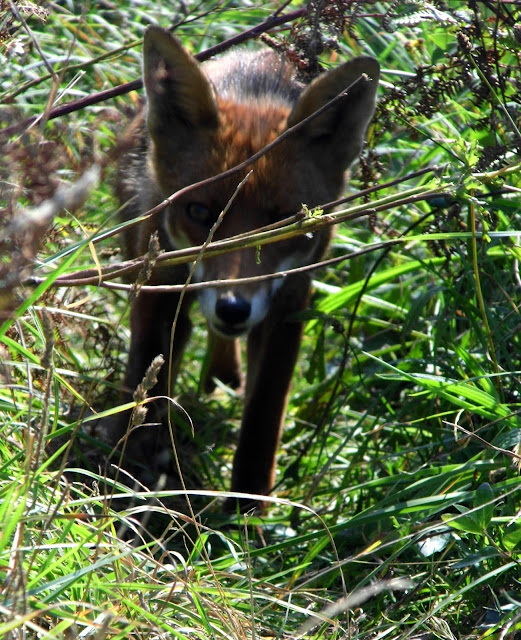 photographie d'un renard sauve pris en pleine nature, travail du flou