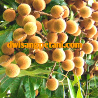 www.dwisangpetani.com