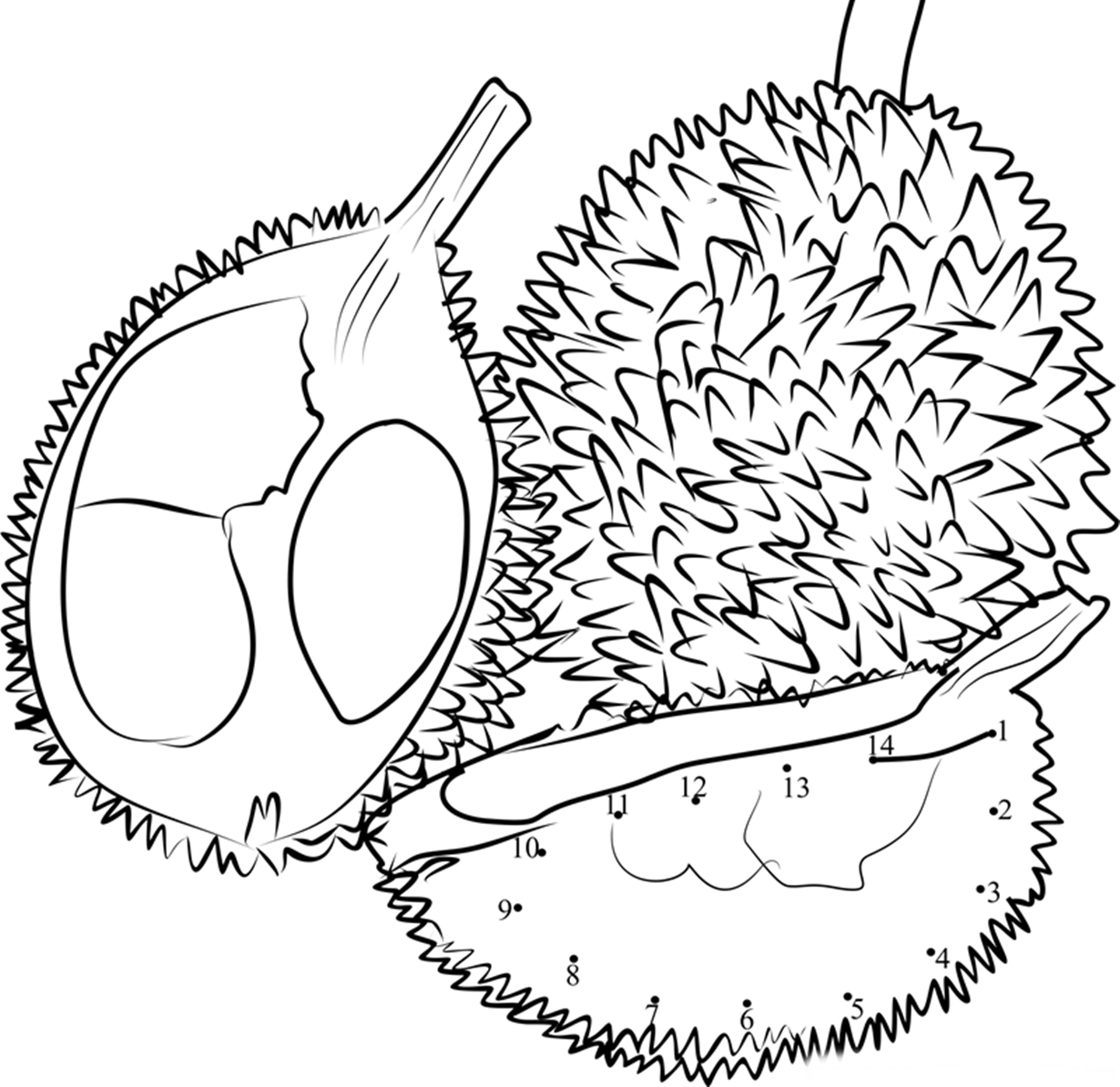  Gambar  Kartun  Pohon Durian  Bestkartun