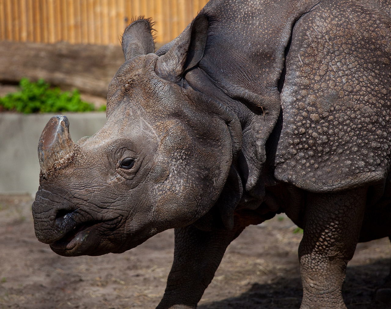 Let's Draw Endangered Species! : ): Rhino, Javan
