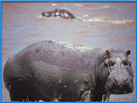 Hippopotamus Hippopotamus Amphibius Pictures