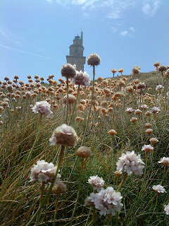 Flower and Tower   Sprint in Tower of Hercules (Corunna, Spain)   by E.V.Pita   http://evpita.blogspot.com/2011/05/flower-and-tower-flores-torre-de.html   Flores + Torre de Hércules  (Primavera en Torre de Hércules, A Coruña)  por E.V.Pita