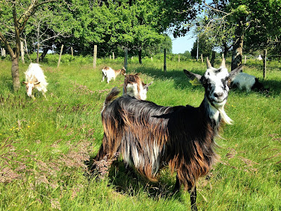 la laiterie de paris, chèvre des fossés, vache bretonne pie noire, races de bretagne, ferme de logodec, gwell, blog fromage, blog fromage maison, tour du monde du fromage, faire son fromage, fromage breton