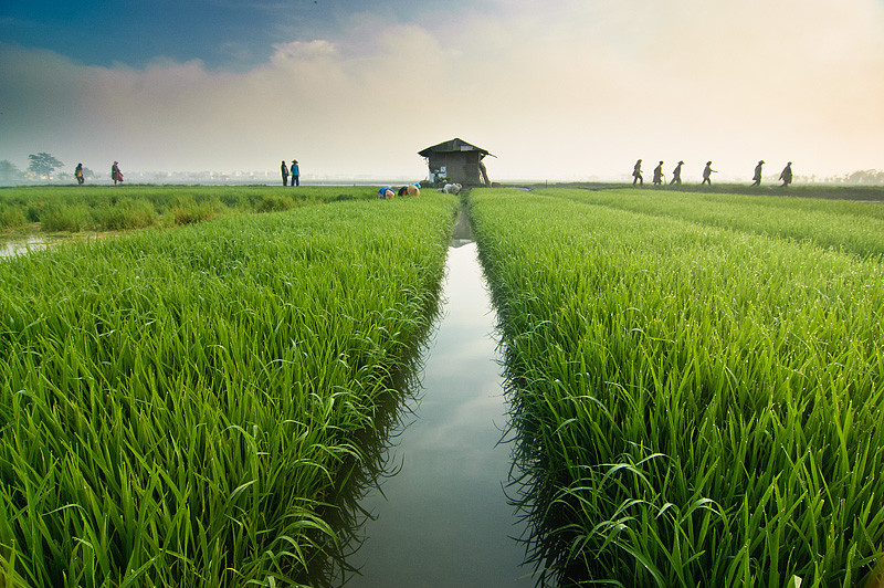 Ekosistem Sawah  Hasan' Blog