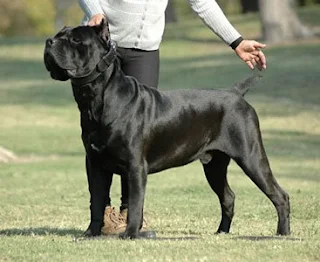 Giống Chó Cane Corso