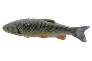 cavedano (squalius cephalus)