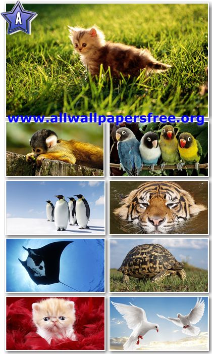 40 Stunning Animals HD Wallpapers 1366 X 768 [Set 13]