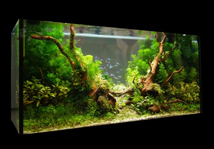 IMGP5036_1