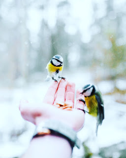 New birds hd nature wallpapers free to download for mobile