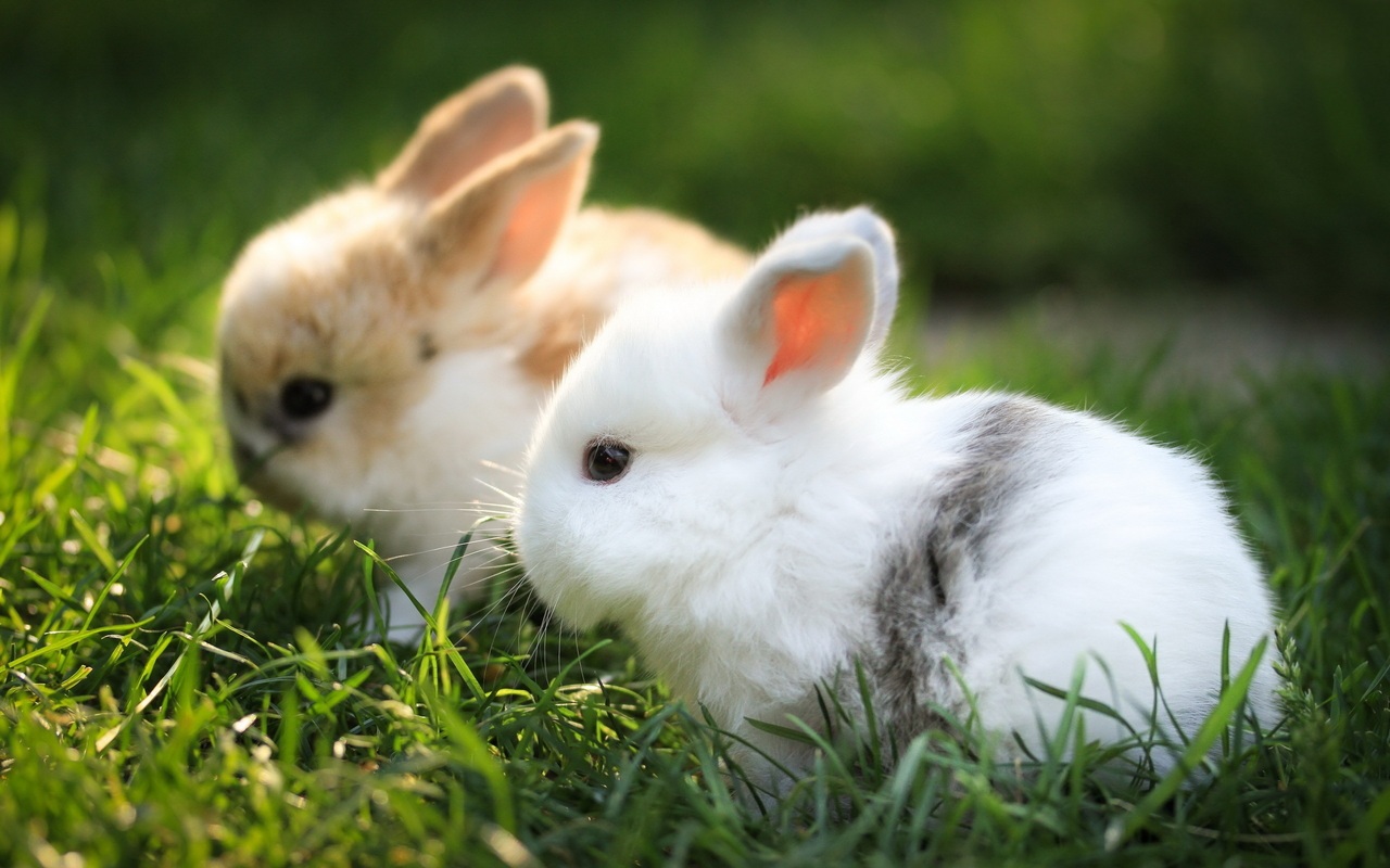 The Greatest Blog Alive: Fluffy Bunnies!!