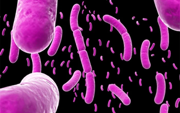What is Bacillus subtilis