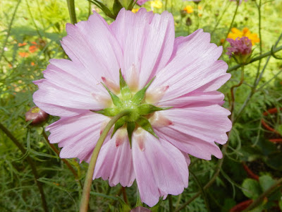 大波斯菊的花序