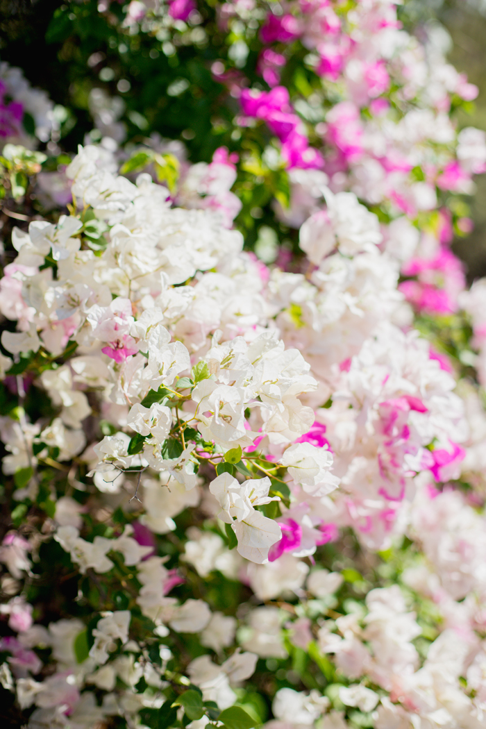 pink and white bougainvillea