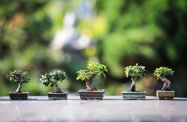 bonsai pots amazon