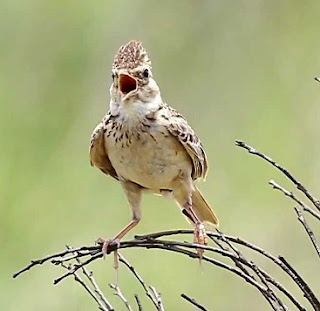 Suara Burung Sonca (Branjangan Vietnam)