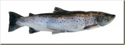 202393_fish_salmon