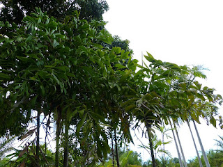 Dypsis pinnatifrons - Palmier malgache