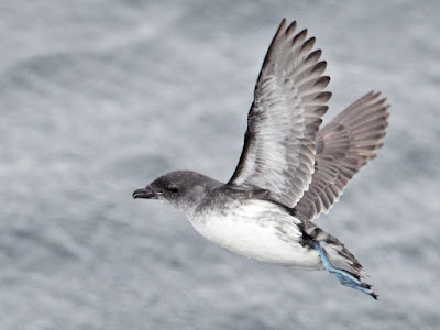 Common Diving-Petrel