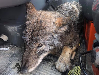 Trabajadores salvaron a un “perro” en un río helado, solo para descubrir que en realidad no era un perro