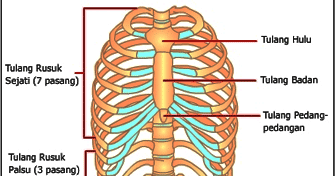  Tulang  Rusuk  Kosta dan Tulang  Dada sternum Sistem 