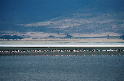 pink flamingo ngorongoro