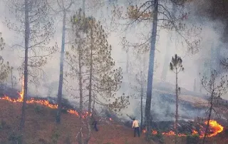 Forests Burning