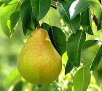 Cara Menciptakan Flora Pir (Pear) Berbuah Di Negara Tropis / Indonesia