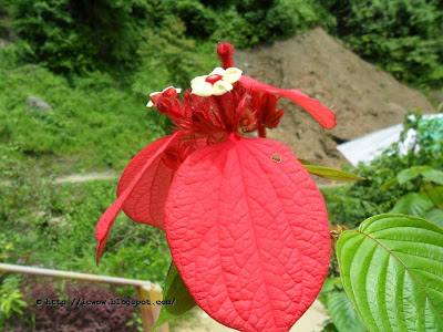 Mussaenda erythrophylla