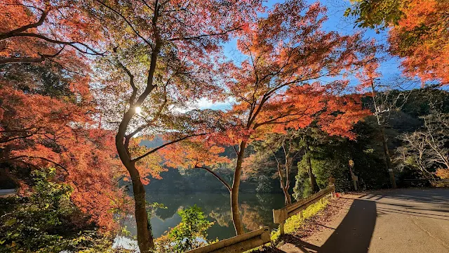 飯能を起点に天覧山に登って鎌北湖から奥武蔵グリーンラインを走り狩場坂峠を下って正丸峠へ。山伏峠から名栗湖を周って山王峠を越えあけぼの子どもの森公園に寄って飯能へ戻る紅葉サイクリングコース