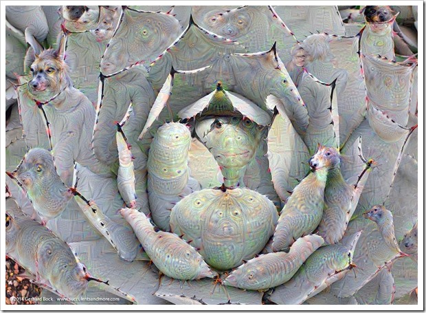 weird2015-07-19_19-46-13.365965121228_UCBotGarden_Agave-parryi-huachucensis_01
