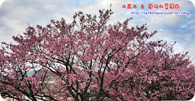 84 平菁街42巷櫻花樹