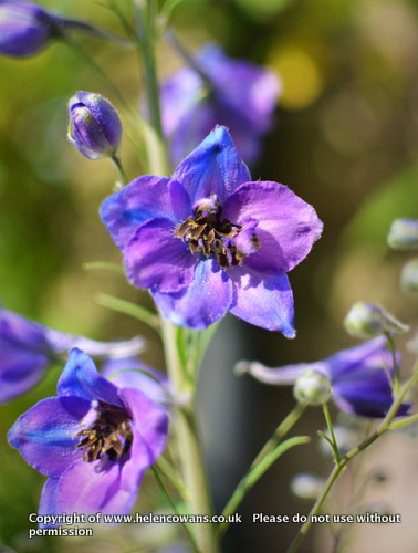Delphinium