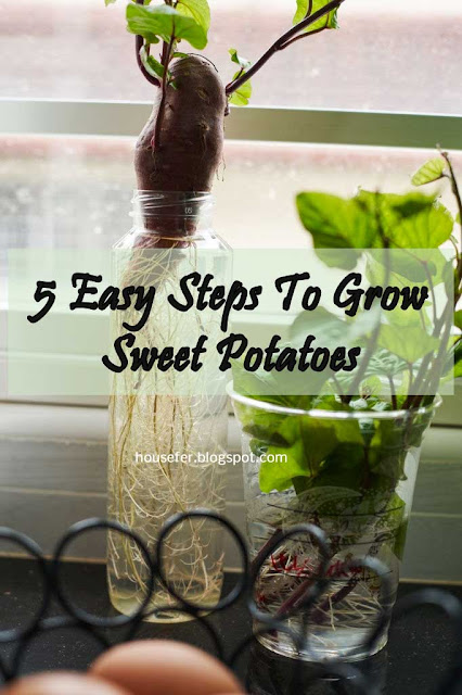 5 Easy Steps To Grow Sweet Potatoes
