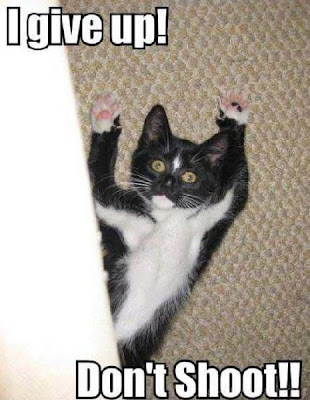 Cat hands up