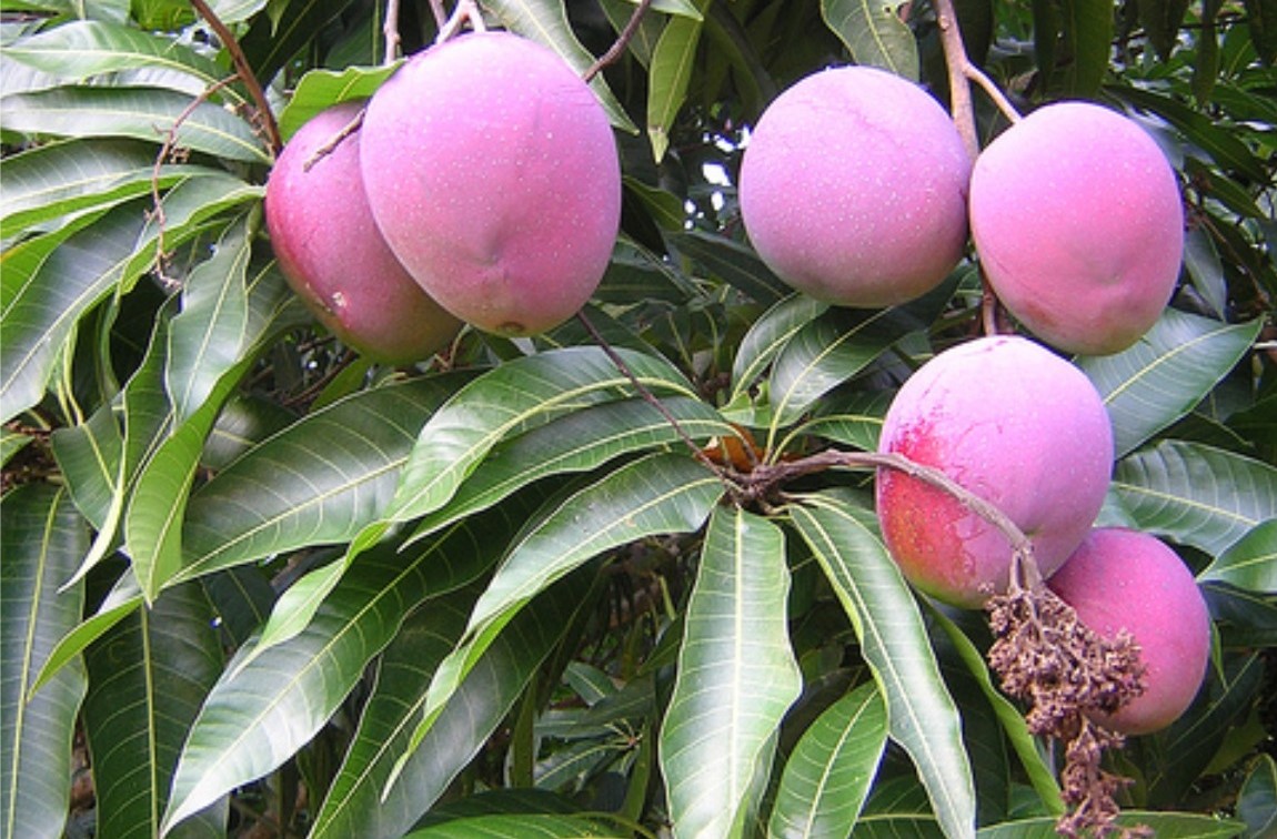 bibit pohon mangga apel tanaman terbaru Aceh