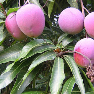 Bibit Mangga Apel