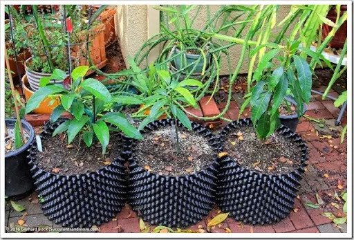 m happy to study that I postulate keep a novel gardening friend Garden visit: succulents—and rare fruit trees