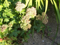 Sedum Ice Plant in the sun
