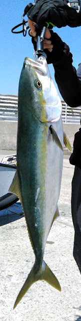 ポータボートでの釣果