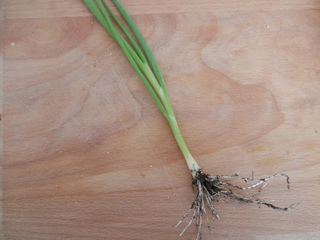 Japanese Bunching Onion. Home grown garden harvest. UK garden blogger secondhandsusie.blogspot.co.uk