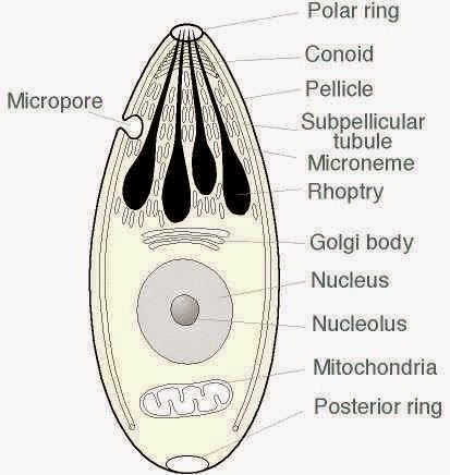 Hewan Bersel Satu (Protozoa)