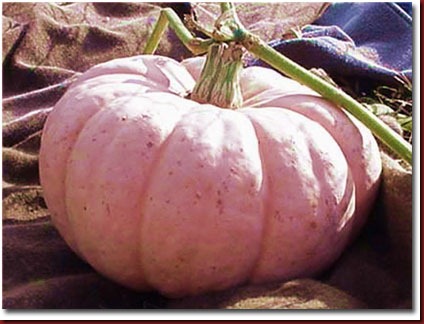 pink-pumpkin