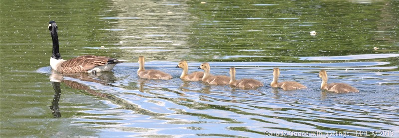 2013-05-27 London Wetland Centre 020