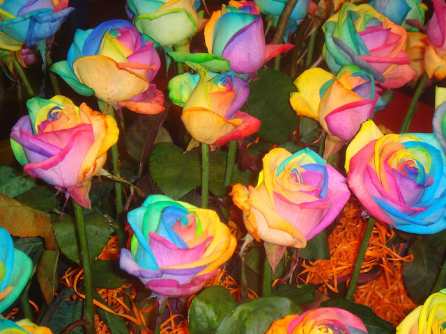 Best Rainbow Flower HD Wallpaper Free