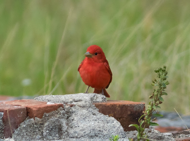 Summer Tanager - Dry Tortugas, Florida