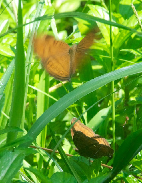 Brown Pansy (Junonia hedonia) 