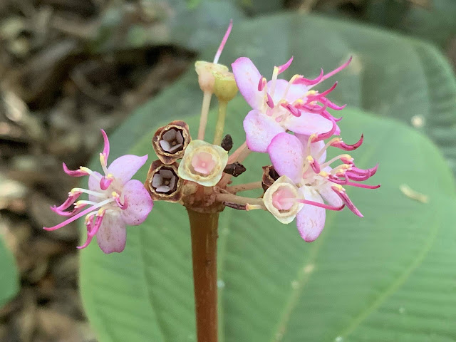 Phyllagathis megalocentra